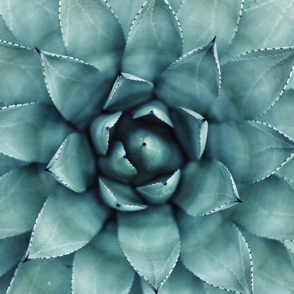 Cactus-plant